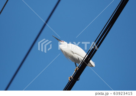 動き 緊急 63923415