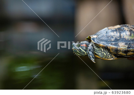 Red Eared Terrapin - Trachemys scripta elegans. 63923680