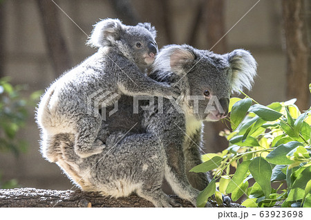 【子育てイメージ】コアラの母子　〜赤ちゃんコアラをおんぶして歩く母コアラ〜 63923698