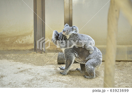 【子育てイメージ】コアラの母子　〜赤ちゃんコアラをおんぶして歩く母コアラ〜 63923699