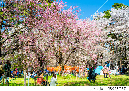 埼玉　大宮公園の桜 63923777