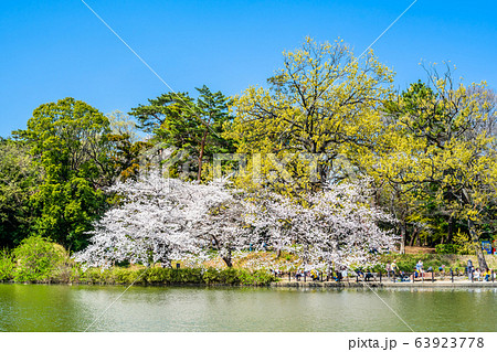 埼玉　大宮公園の桜 63923778