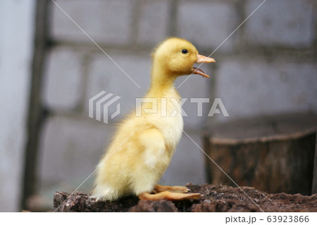 Portrait of a cute yellow duckling. Domestic bird Portrait of a cute yellow duckling. Domestic bird 63923866
