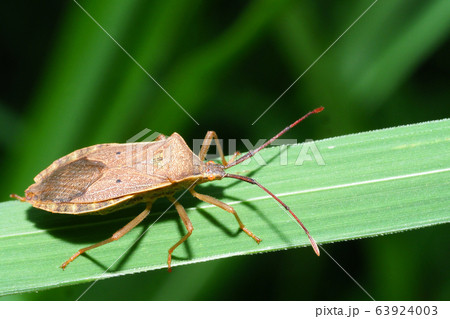 ホシハラビロヘリカメムシ ホシハラビロヘリカメムシ 63924003