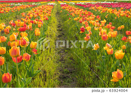 フラワーロード 63924004