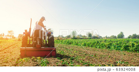 Tractor cultivates the soil after harvesting. A farmer plows a field. Pepper plantations. Seasonal farm work. Agriculture crops. Farming, farmland. Selective focus 63924008