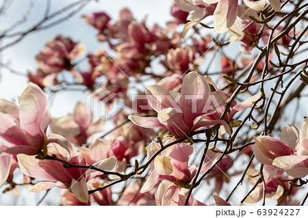 牧場に咲く紫木蓮　千葉県成田市　日本 63924227
