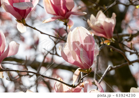 牧場に咲く紫木蓮 千葉県成田市 日本 牧場に咲く紫木蓮 千葉県成田市 日本 63924230