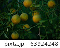 テンジャ 健康食品 ダイエット 63924248