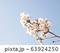 春の花　桜 63924250