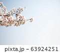 春の花　桜 63924251