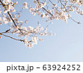 春の花　桜 63924252