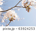 春の花　桜 63924253