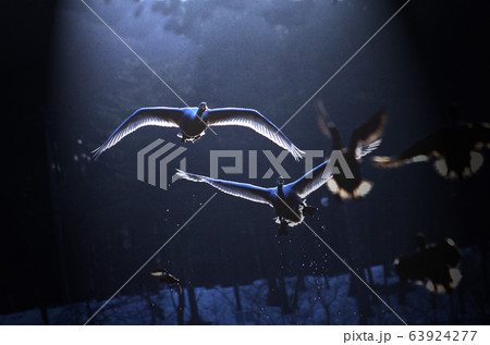 白鳥2羽 飛翔 白鳥2羽 飛翔 63924277