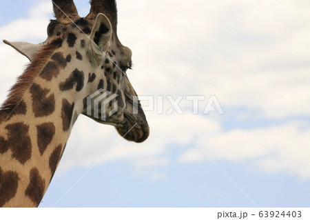 アフリカのアミメキリン 63924403