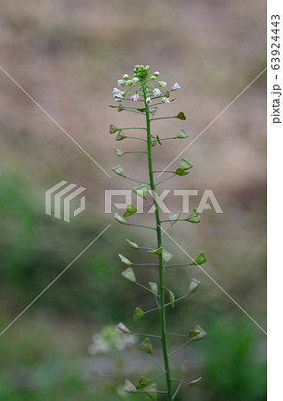 ナズナ ナズナ 63924443