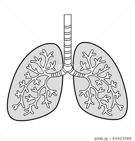 肺の図表 白黒 のイラスト素材
