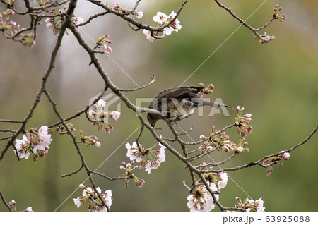 荒尾市　四ツ山神社　ヒヨドリ、 63925088