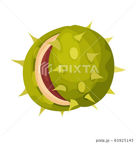 Chestnut with Thorned Shell and Brown Nut Inside Vector Illustration Chestnut with Thorned Shell and Brown Nut Inside Vector Illustration 63925145