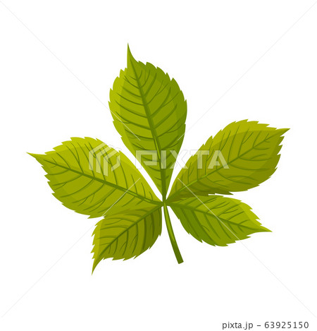 Green Chestnut Pointed Oblong Leaf with Veins Vector Illustration Green Chestnut Pointed Oblong Leaf with Veins Vector Illustration 63925150