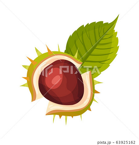 Cracked Chestnut Shell With Thorns And Brown のイラスト素材