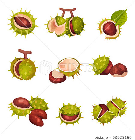 Chestnuts In Cracked Shell With Prickles And のイラスト素材