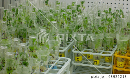 Research scientist medical plants capsicum red pepper medicinal purposes, bottles tube test growth chamber in vitro clone culture, laboratory genetic phytotron cloned, cultivation growth science 63925213