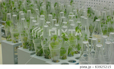 Bottles tube laboratory genetic test research scientist medical plants capsicum red pepper medicinal purposes, growth chamber in vitro clone culture, phytotron cloned, cultivation growth science Bottles tube laboratory genetic test research scientist medical plants capsicum red pepper medicinal purposes, growth chamber in vitro clone culture, phytotron cloned, cultivation growth science 63925215