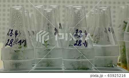 Research scientist medical plants capsicum red pepper medicinal purposes, bottles tube test growth chamber in vitro clone culture, laboratory genetic phytotron cloned, cultivation growth science 63925216