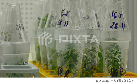 Bottles tube laboratory genetic test research scientist medical plants capsicum red pepper medicinal purposes, growth chamber in vitro clone culture, phytotron cloned, cultivation growth science Bottles tube laboratory genetic test research scientist medical plants capsicum red pepper medicinal purposes, growth chamber in vitro clone culture, phytotron cloned, cultivation growth science 63925217