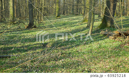 Floodplain forest in spring with Wood anemone nemorosa plants with white flowers. Early-spring flowering, tree stem oak, linden, hornbeam and ash. spring aspect of flowers, nature reserve Floodplain forest in spring with Wood anemone nemorosa plants with white flowers. Early-spring flowering, tree stem oak, linden, hornbeam and ash. spring aspect of flowers, nature reserve 63925218