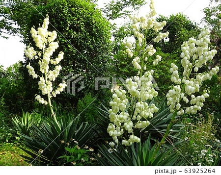 ユッカの花と尖った葉全体/Yucca filamentosa ユッカの花と尖った葉全体/Yucca filamentosa 63925264