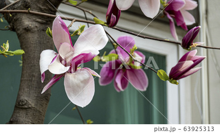 写真 ジャモクリョン 春の花 63925313
