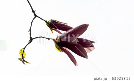 写真 ジャモクリョン 春の花 63925315