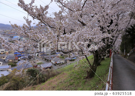 荒尾市　四ツ山神社　桜、 63925518