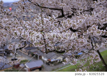 荒尾市　四ツ山神社　桜、 63925520