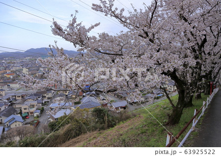 荒尾市　四ツ山神社　桜、 63925522