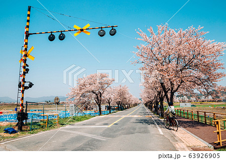 Cherry blossoms road with railway barrier in Gyeongju, Korea 63926905