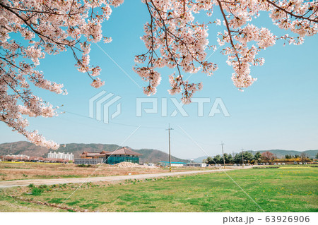 Cherry blossoms and korean countryside village in Gyeongju, Korea 63926906