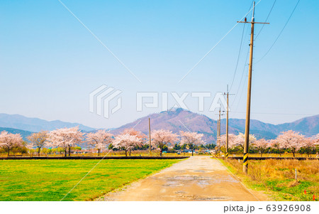 Spring pink cherry blossoms road in Gyeongju, Korea 63926908