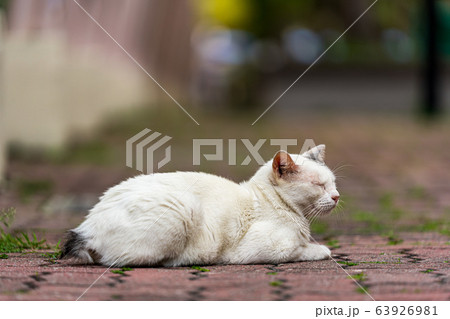 オッドアイの白猫 63926981