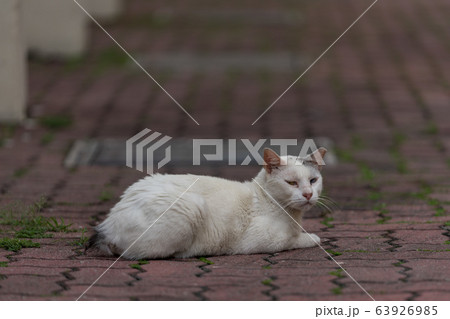 オッドアイの白猫 オッドアイの白猫 63926985