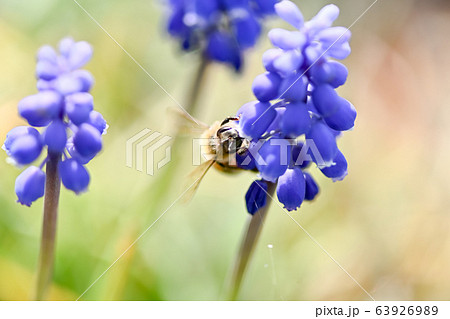 ムスカリ×ミツバチ 63926989