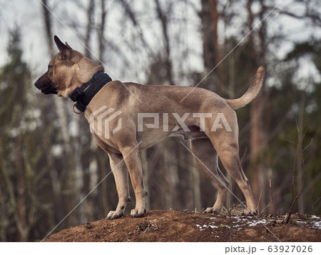 Thai ridgeback dog in nature 63927026