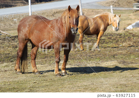horse standing in field spring mammal ranch 63927115