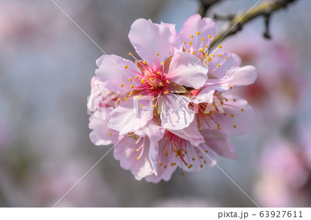 Macro closeup of blooming almond tree pink flowers during springtime 63927611