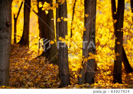 Sunny autumn yellow forest Sunny autumn yellow forest 63927924