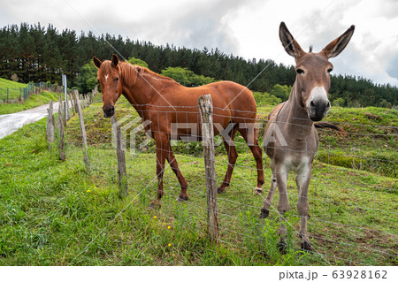 A beautiful horse and a cute donkey together in a pasture of a farm 63928162