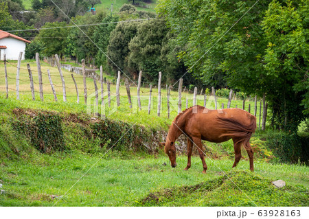 A brown horse wags its tail and eat grass on a farm pasture surrounded by a fence and trees A brown horse wags its tail and eat grass on a farm pasture surrounded by a fence and trees 63928163