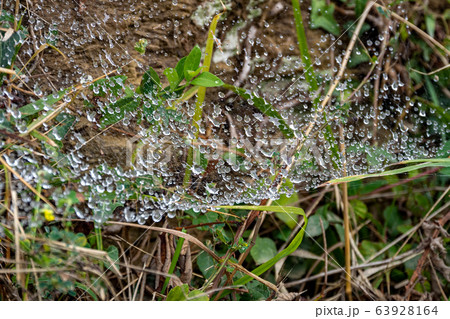 Spider web in the forest with drops of water after rain. Spider web in the forest with drops of water after rain. 63928164